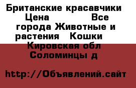 Британские красавчики › Цена ­ 35 000 - Все города Животные и растения » Кошки   . Кировская обл.,Соломинцы д.